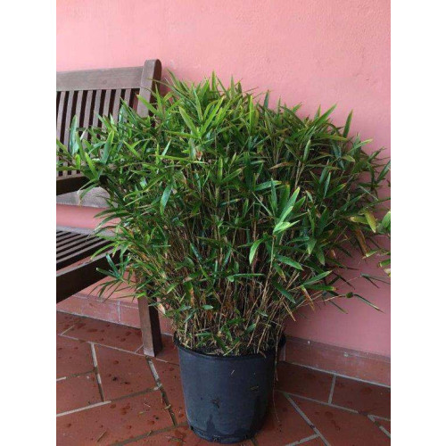 Seagrave Nurseries - Bamboo / Spectabilis And Others